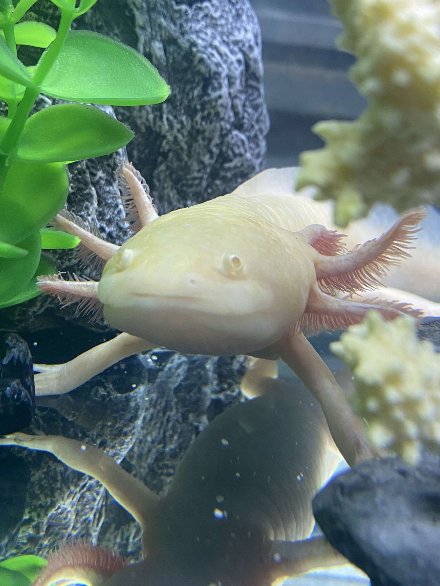 Little Aliens